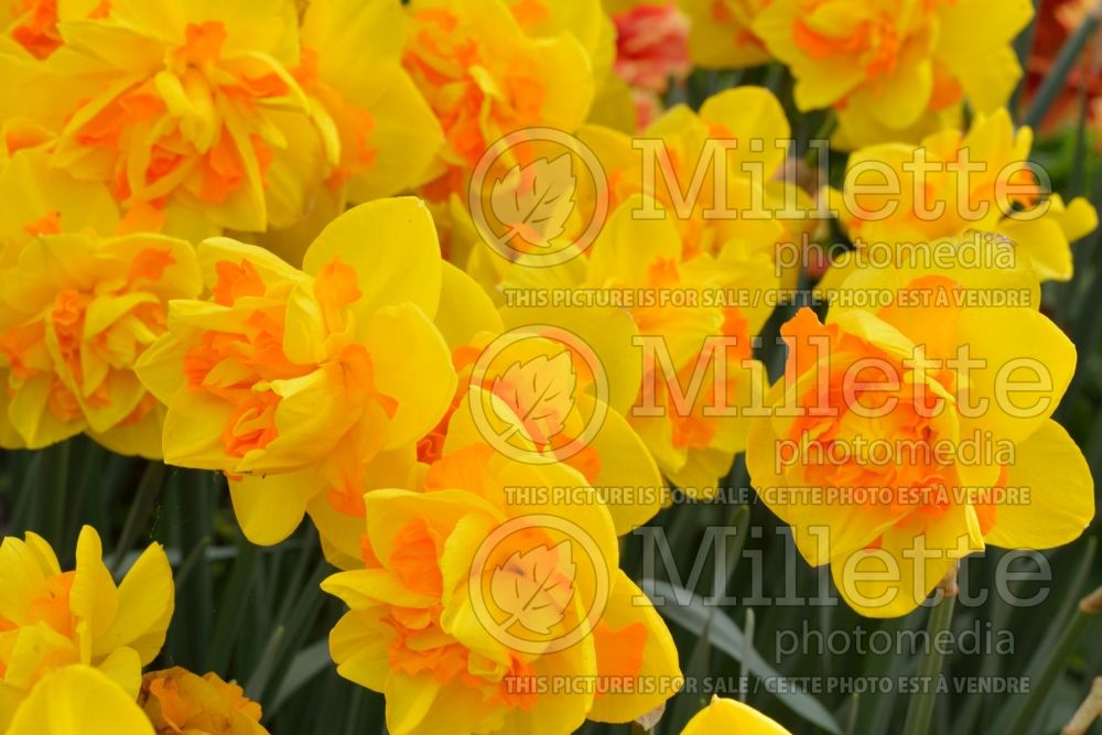 Narcissus Sherborne (Daffodil) 1 