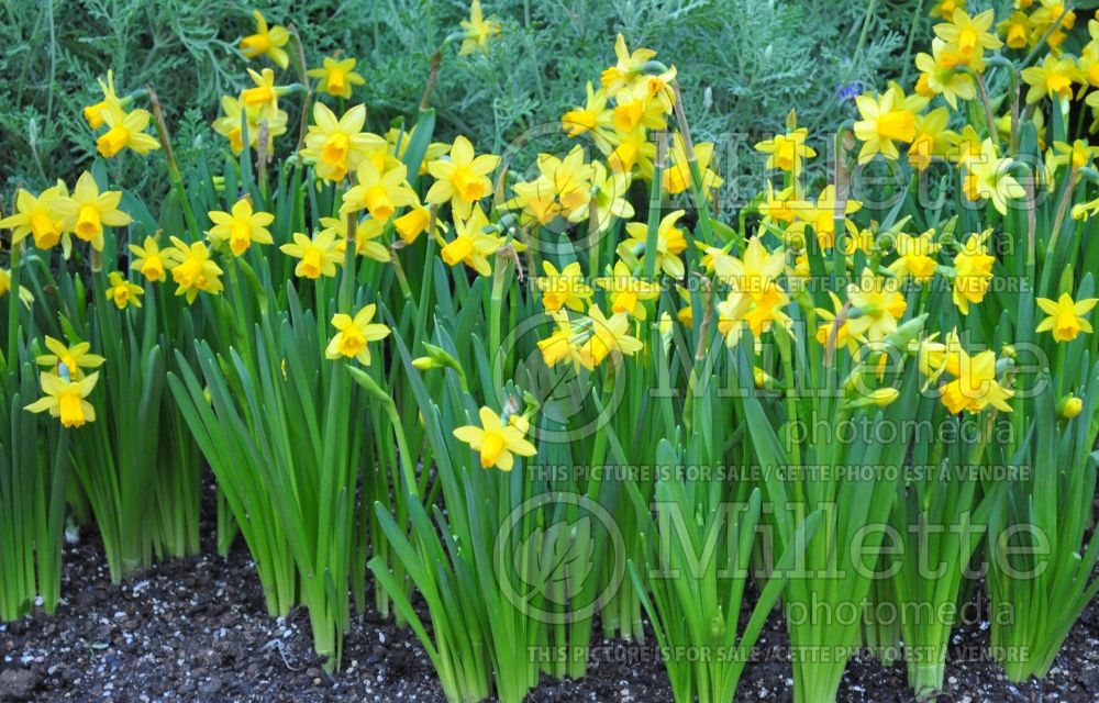 Narcissus Tete-a-Tete (Daffodil) 4