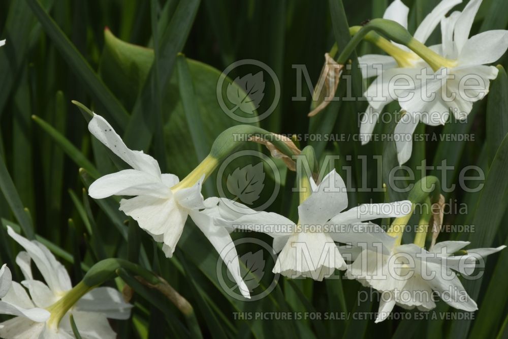 Narcissus Tresamble (Daffodil) 1  