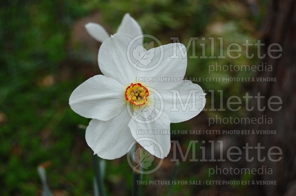 Narcissus Actaea (Daffodil) 4  