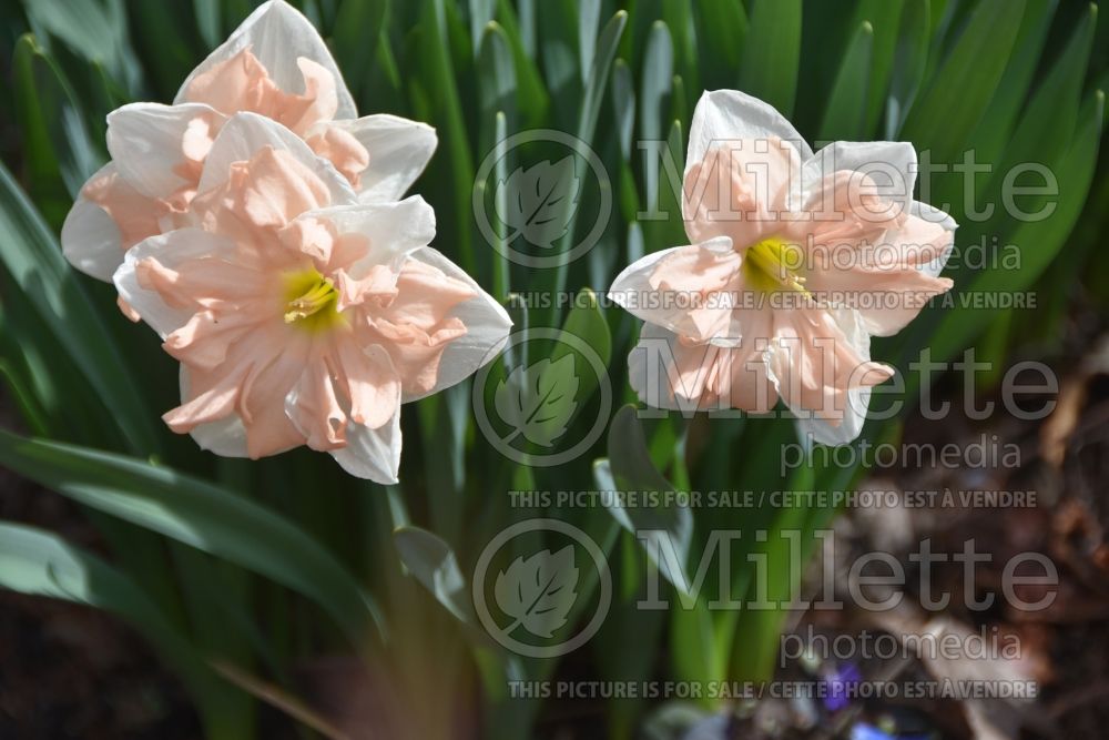Narcissus Apricot Whirl (Daffodil) 3  