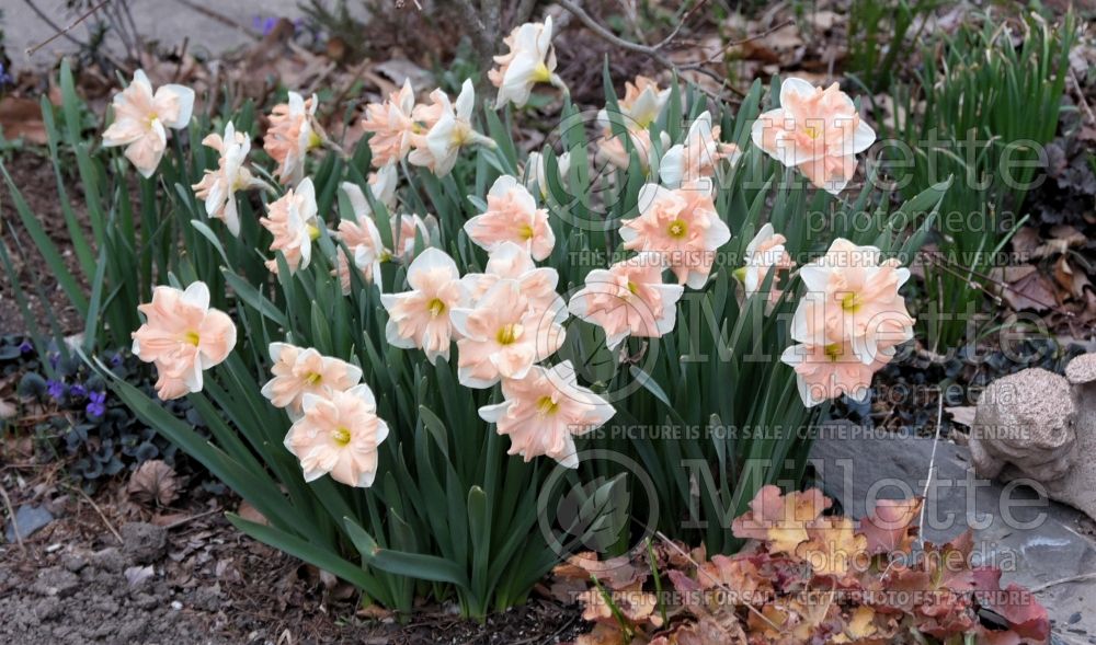 Narcissus Apricot Whirl (Daffodil) 4  