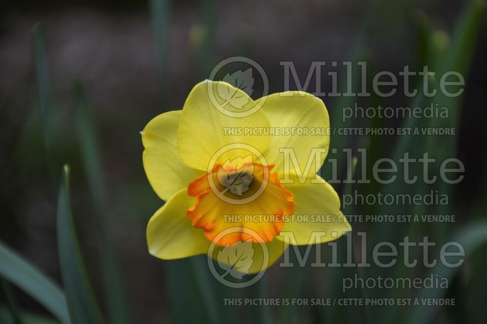 Narcissus Bantam (Daffodil) 1  