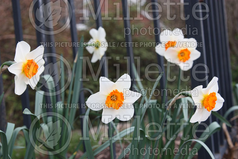 Narcissus Barrett Browning (Daffodil) 1  