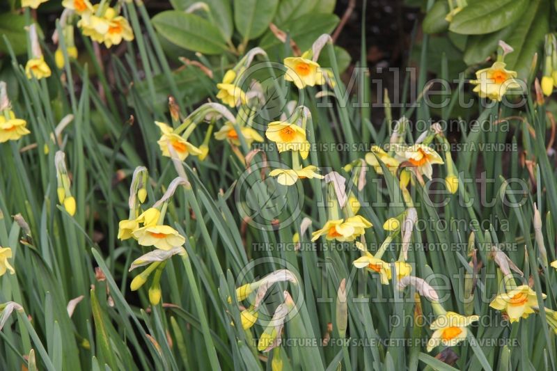 Narcissus Beautiful Eyes (Daffodil) 1  