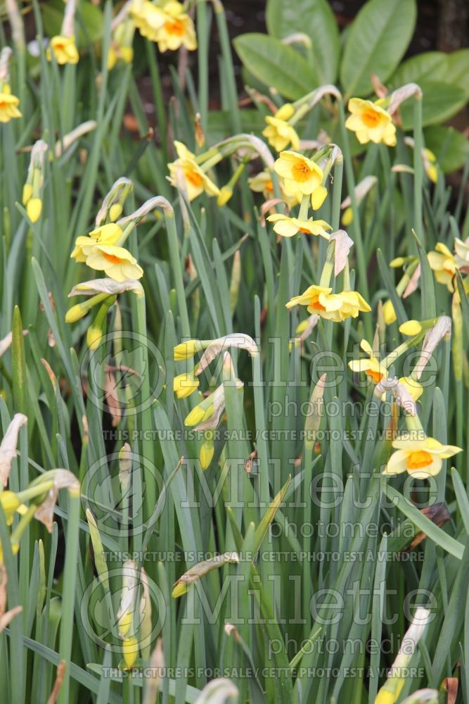 Narcissus Beautiful Eyes (Daffodil) 2  