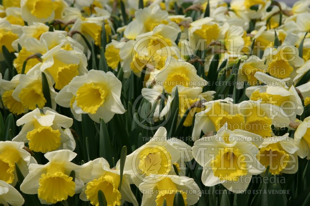 Narcissus Bravoure (Daffodil) 1 