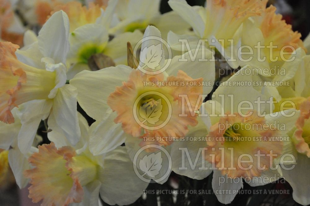 Narcissus British Gamble (Daffodil) 2 