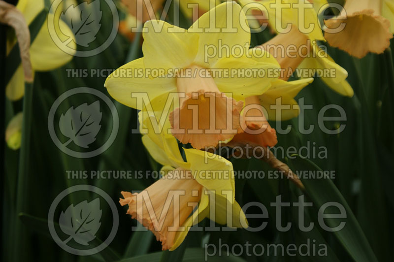 Narcissus Capree Elizabeth (Daffodil) 1  