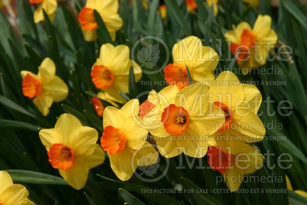 Narcissus Ceylon (Daffodil) 2  