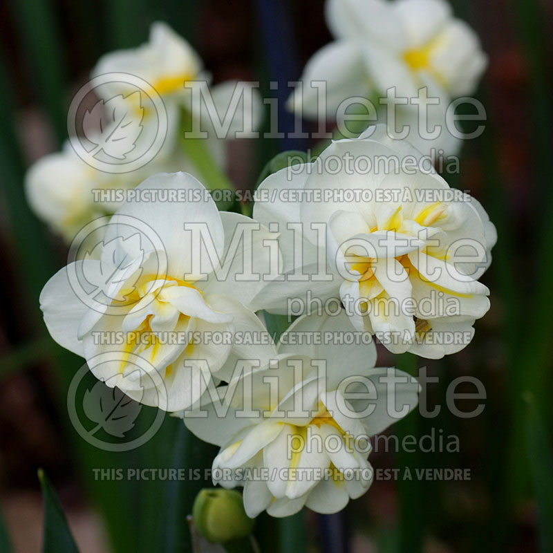 Narcissus Cheerfulness (Daffodil) 1  