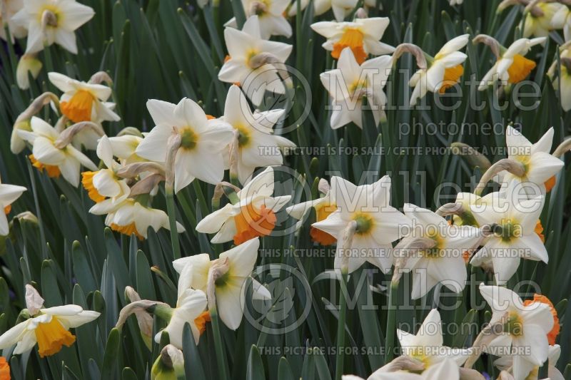 Narcissus Chromacolor (Daffodil) 2  