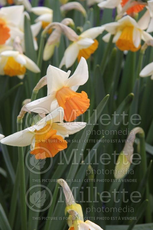 Narcissus Chromacolor (Daffodil) 3  