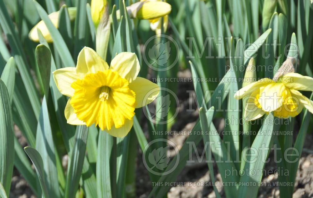 Narcissus Curly Lace (Daffodil)   1