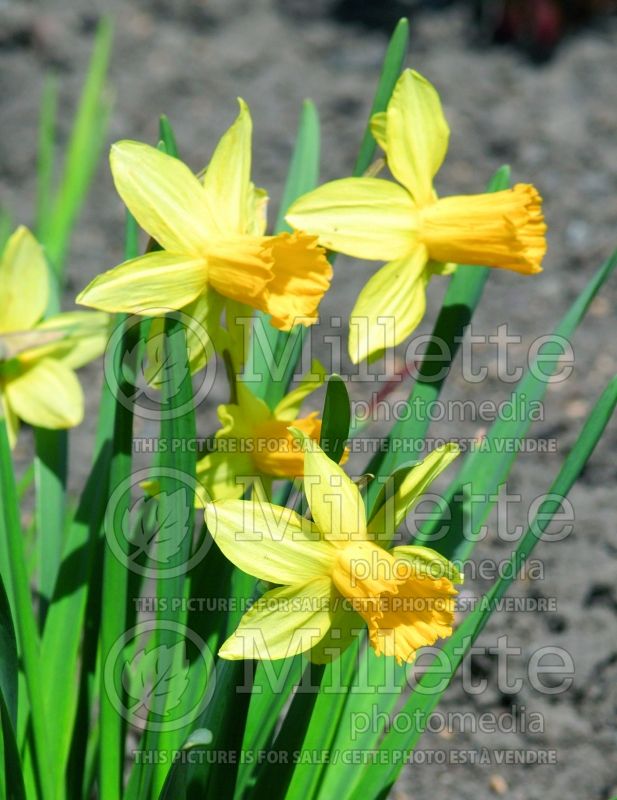 Narcissus February Gold (Daffodil) 6 