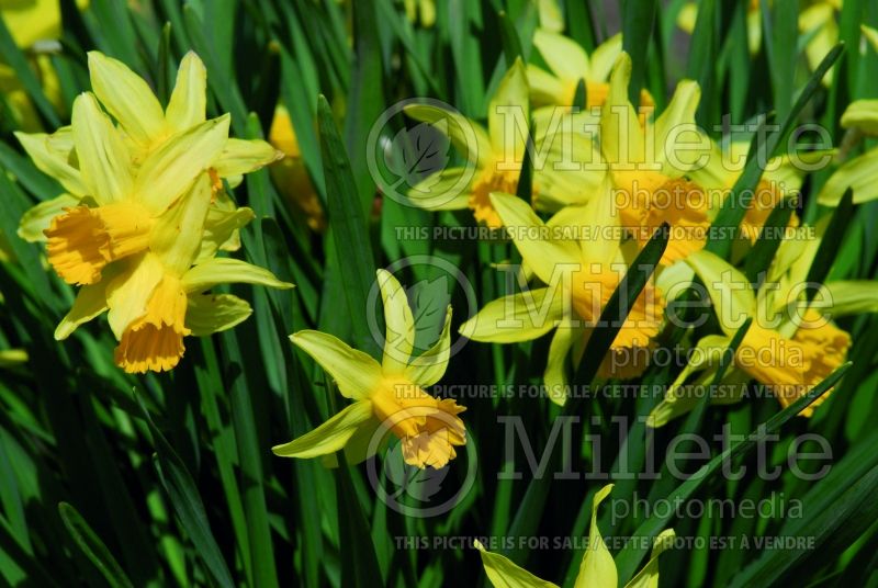 Narcissus February Gold (Daffodil) 8 