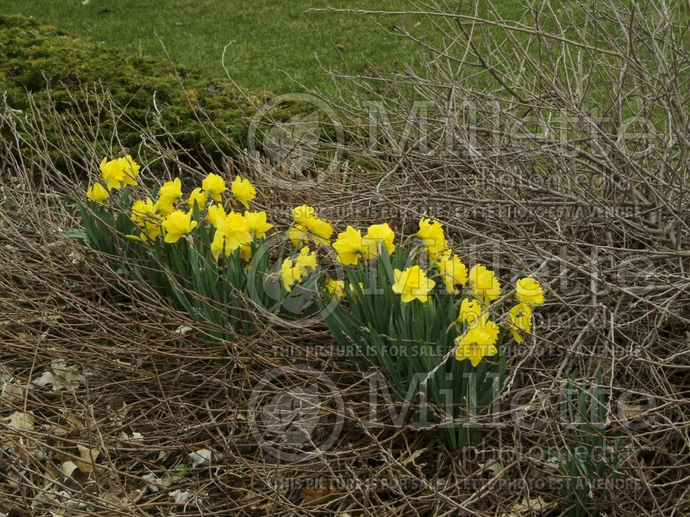Narcissus Dutch Master (Daffodil) 4 
