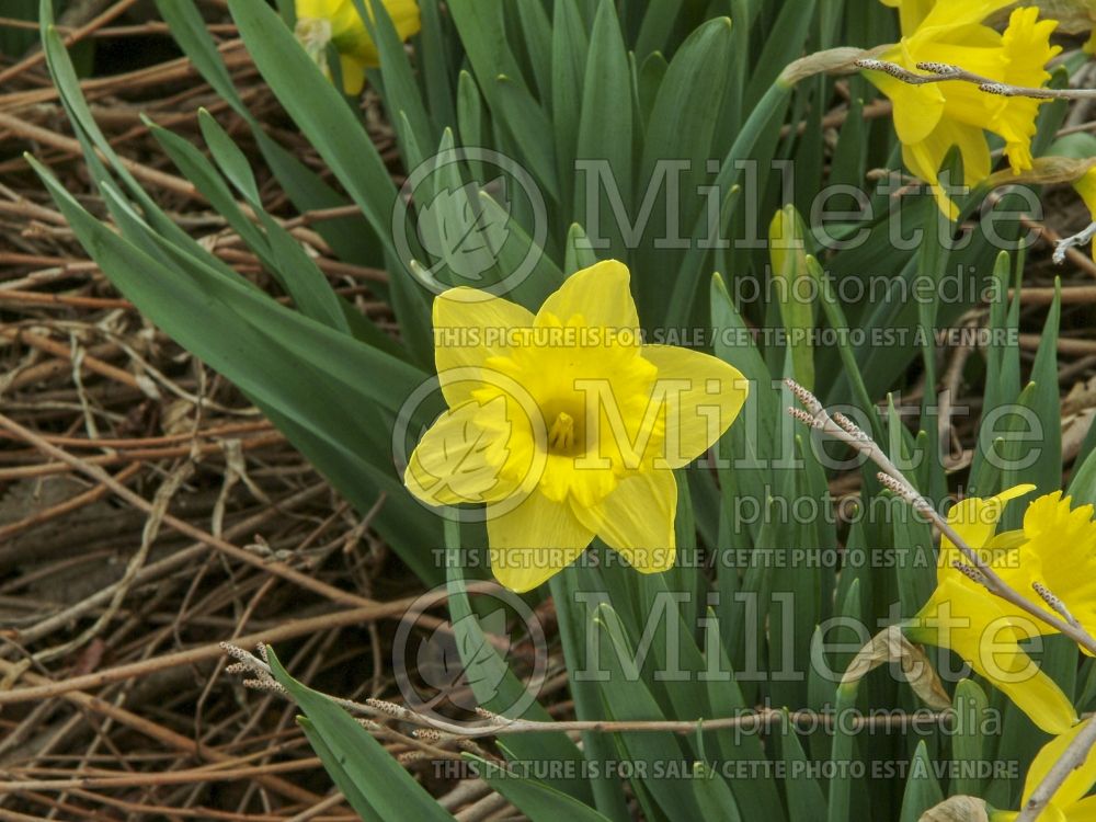 Narcissus Dutch Master (Daffodil) 5 