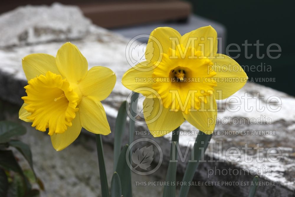 Narcissus Dutch Master (Daffodil) 2 