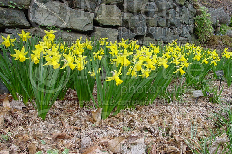 Narcissus February Gold (Daffodil) 2 