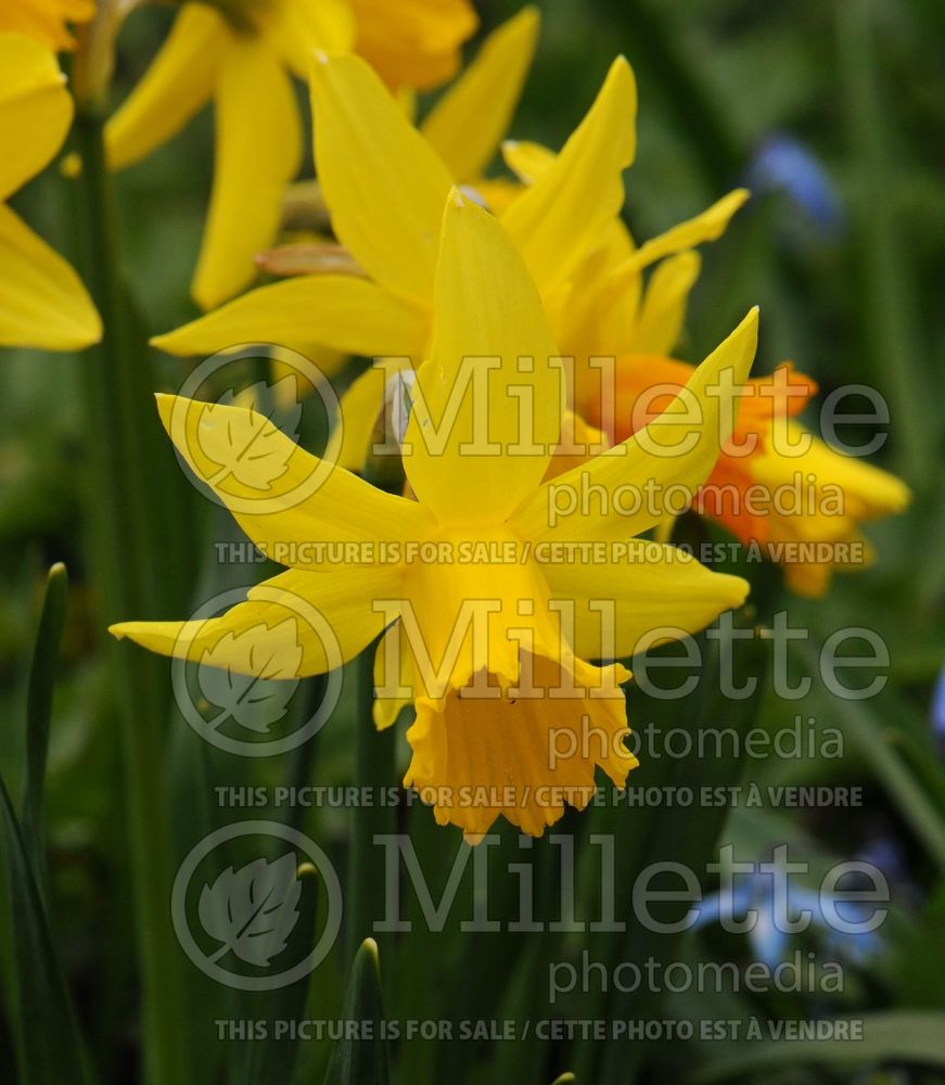 Narcissus February Gold (Daffodil) 9 