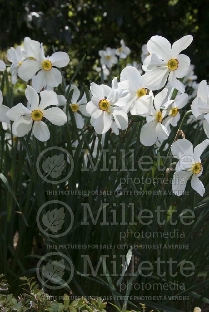 Narcissus Flower Record (Daffodil)   1