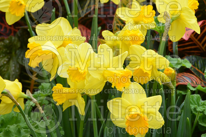 Narcissus Fortune (Daffodil) 1  