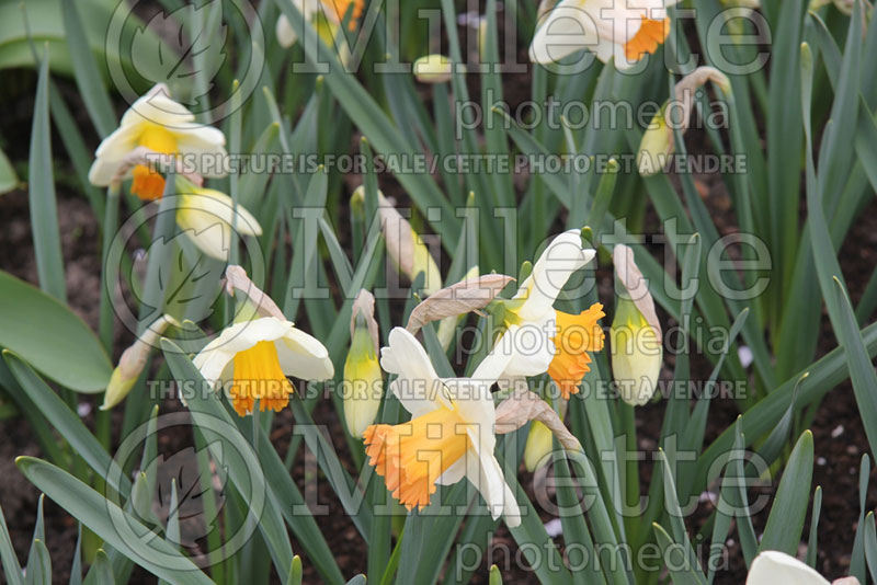 Narcissus Full Throttle (Daffodil) 1  