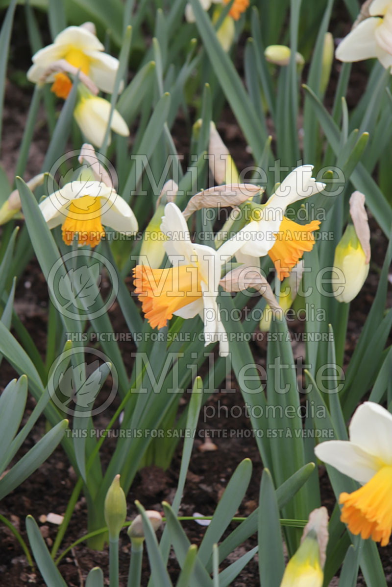 Narcissus Full Throttle (Daffodil) 2  