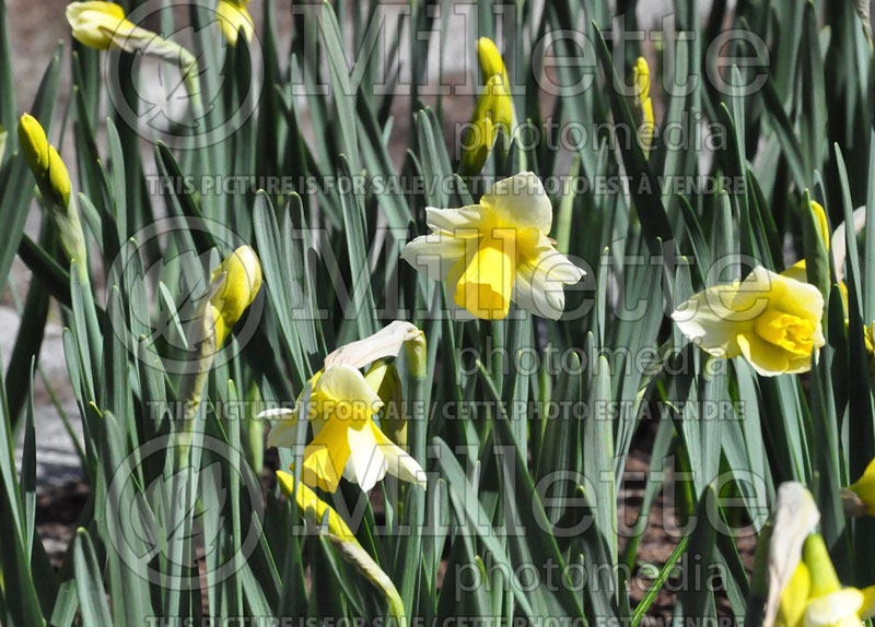 Narcissus Golden Echo (Daffodil) 2  