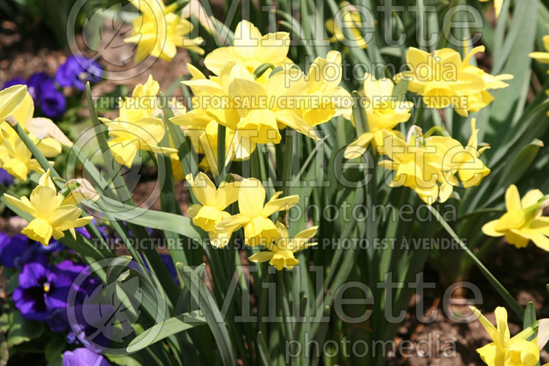 Narcissus Golden Echo (Daffodil) 1  