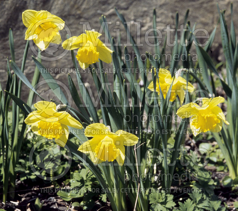 Narcissus Golden Harvest (Daffodil)  2