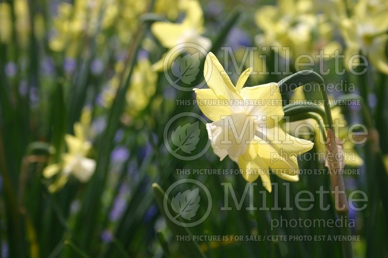 Narcissus Hawera (Daffodil) 1  