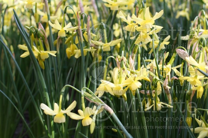 Narcissus Hawera (Daffodil) 2  