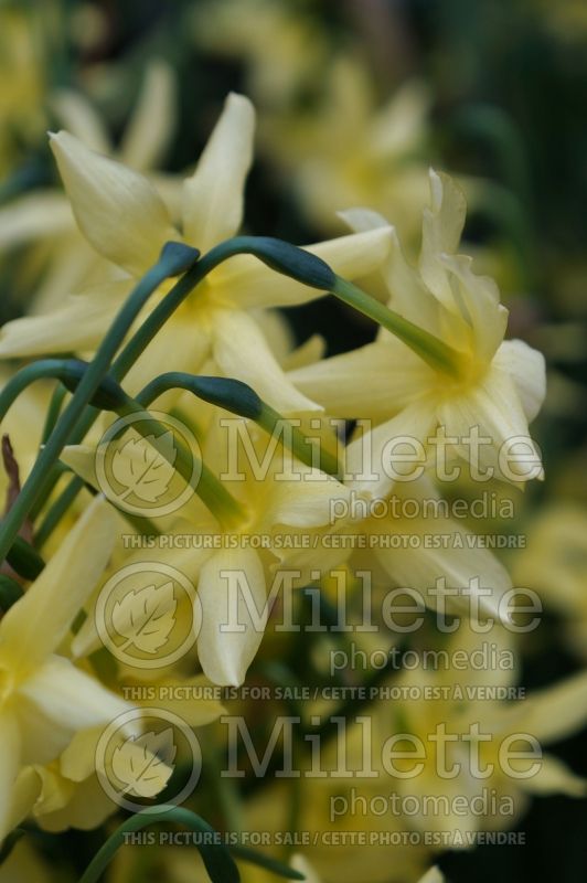 Narcissus Hawera (Daffodil) 3  