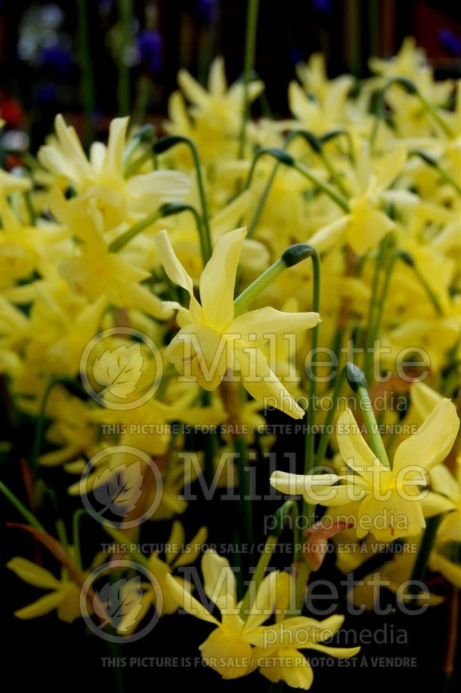 Narcissus Hawera (Daffodil) 4  