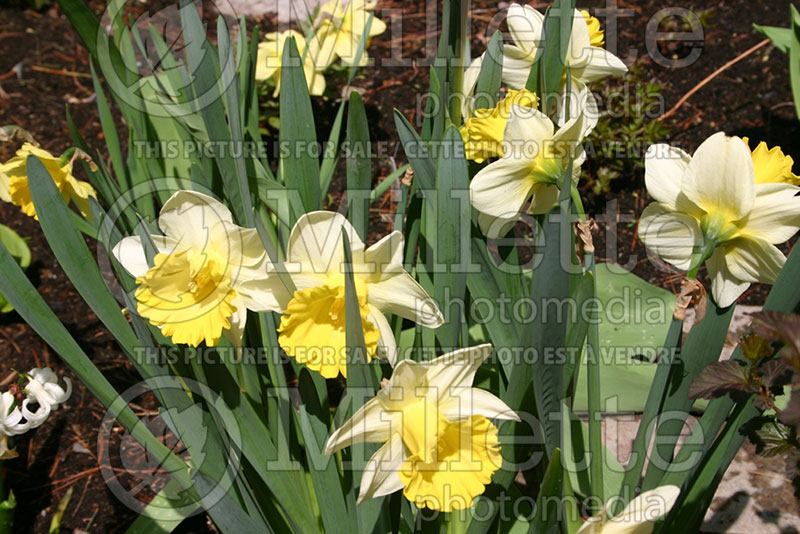 Narcissus Golden Harvest (Daffodil)  1