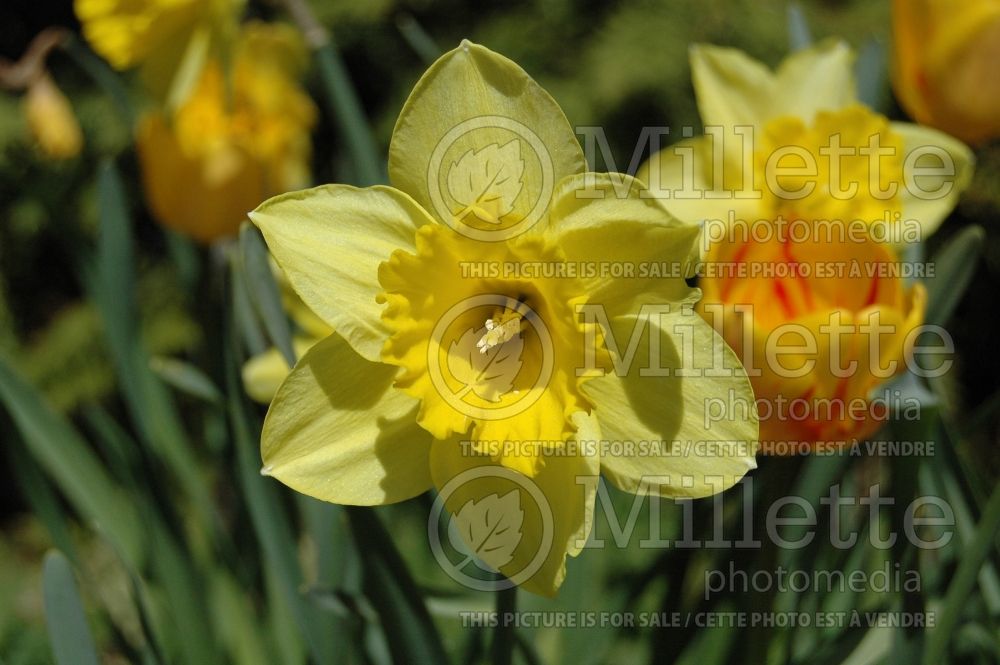 Narcissus Hollywood (Daffodil) 1 