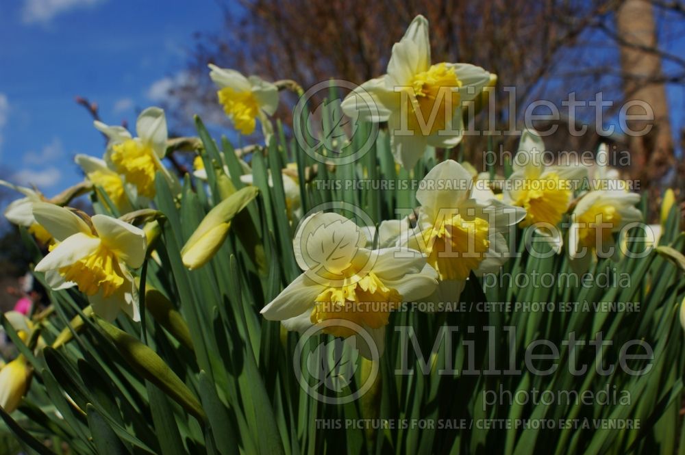 Narcissus Ice Follies (Daffodil)  3