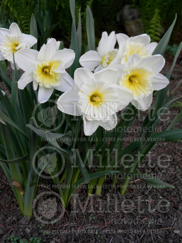 Narcissus Ice Follies (Daffodil)   4