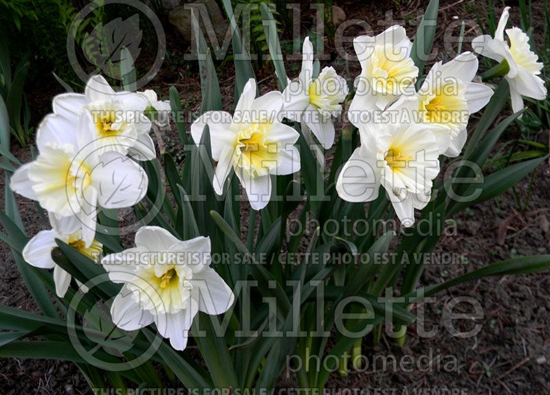 Narcissus Ice Follies (Daffodil)   5