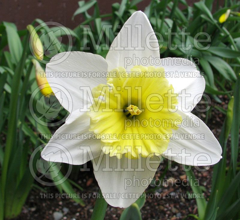 Narcissus Ice Follies (Daffodil)  1