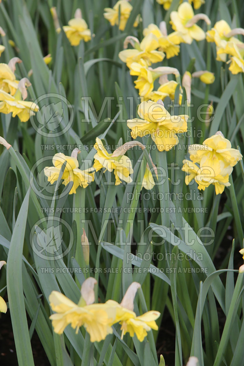 Narcissus Indian Summer (Daffodil) 1 