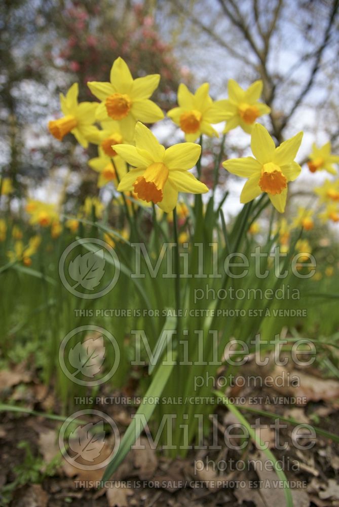 Narcissus Jetfire or Jet Fire (Daffodil) 3 