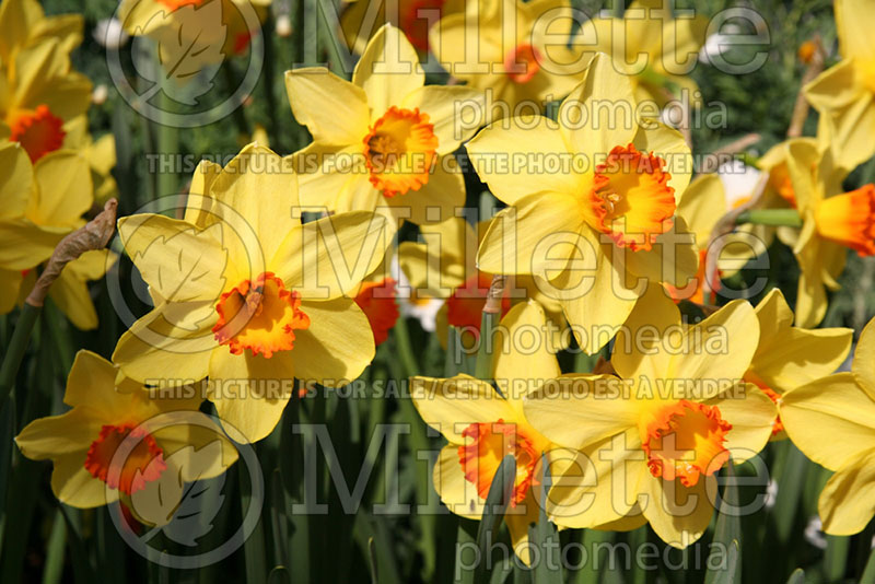 Narcissus Juanita (Daffodil) 1 