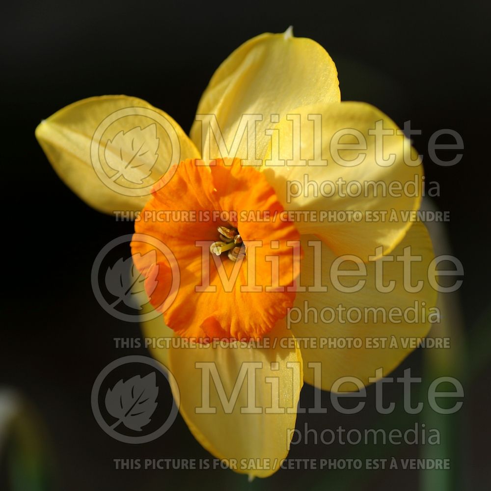 Narcissus Kedron (Daffodil)   1