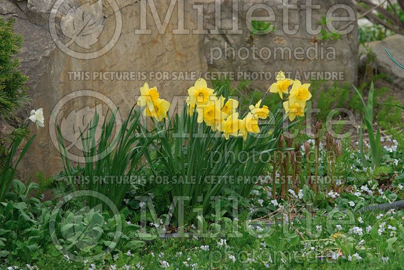 Narcissus King Alfred (Daffodil)  2 