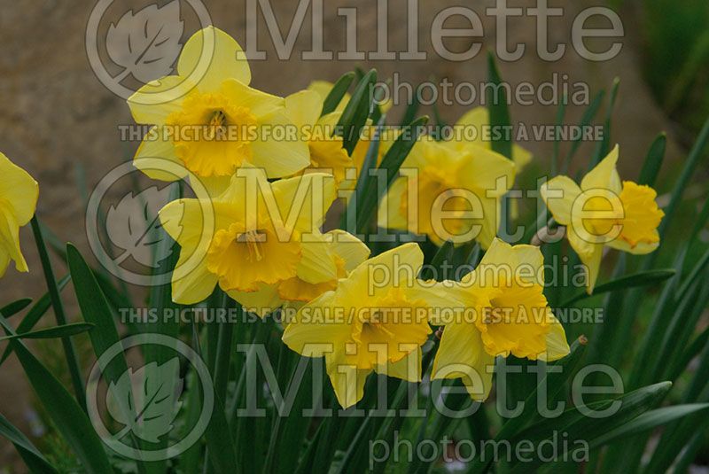 Narcissus King Alfred (Daffodil)  1