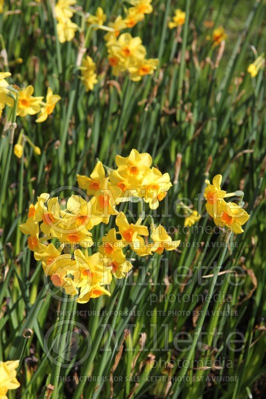 Narcissus Martinette (Daffodil) 4  