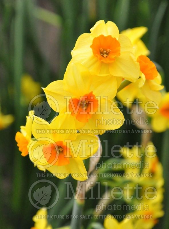 Narcissus Martinette (Daffodil) 1  